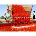 pasta de tomate al mejor precio con embalaje de tambor / contenedores de madera / embalaje de hojalata